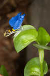 Common dayflower